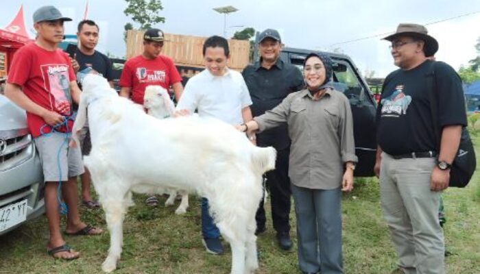 Pertama Digelar di Lumajang, Kontes Kambing Senduro Piala Presiden