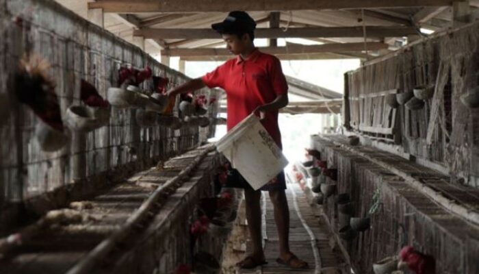 40.000 Day Old Chicken Hasil Jowo Persilangan Anggun Farm