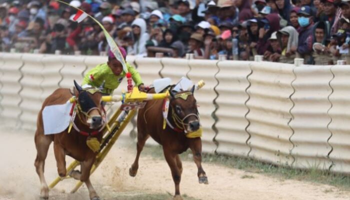 Pemprov Jatim Gelar Karapan Sapi Khas Madura