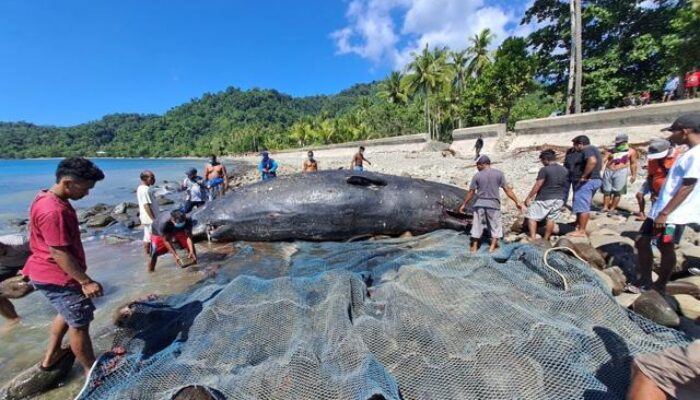 Paus Sperma Terdampar di Pesisir Maluku Tengah