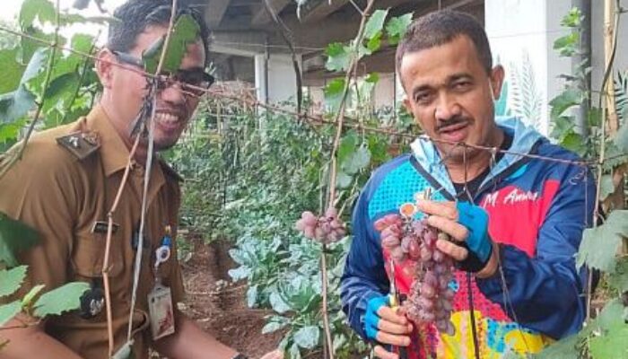 5 Kg Anggur Dipanen di Kolong Tol Becakayu