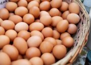 5 Resep Olahan Telur, Biar Gak Bikin Telur Mata Sapi Terus