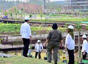 Di Area Sumbu Kebangsaan IKN, Presiden Jokowi Tanam Pohon Bersama