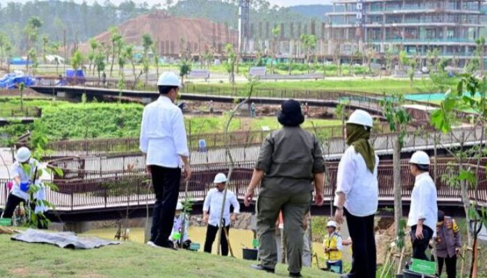 Di Area Sumbu Kebangsaan IKN, Presiden Jokowi Tanam Pohon Bersama