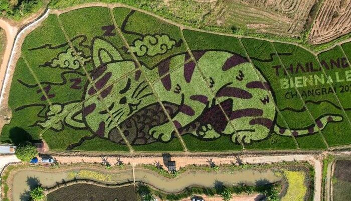 Karya Seni di Sawah, Petani Ciptakan Gambar Kucing Raksasa untuk Menarik Wisatawan