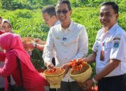 Pj Gubernur Heru Pimpin Panen cabai Di area Urban Farming KPPB Cipayung