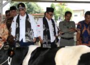 Tingkatkan Populasi Sapi Perah, Wamentan Harap Peternak di Pasuruan Libatkan KUD