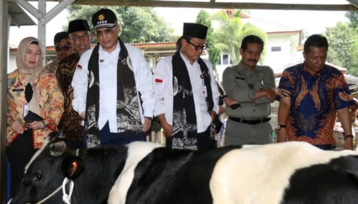 Tingkatkan Populasi Sapi Perah, Wamentan Harap Peternak di Pasuruan Libatkan KUD