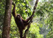 Aming dan Mona Dikembalikan Ke Habitatnya di Taman Nasional Betung Kerihun