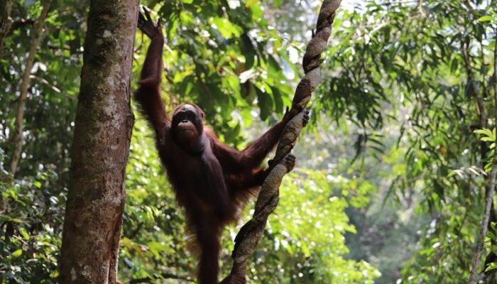 Aming dan Mona Dikembalikan Ke Habitatnya di Taman Nasional Betung Kerihun