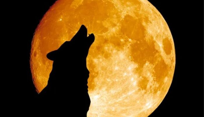 Fenomena Astronomi, Wolf Moon Bulan Purnama Di Januari