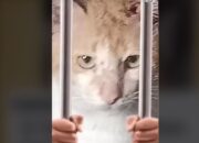 Video: Onyen si Kucing Oren yang Meresahkan Warga, Petugas Damkar Bogor Turun Tangan