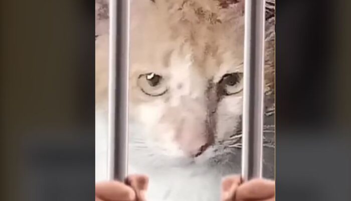 Video: Onyen si Kucing Oren yang Meresahkan Warga, Petugas Damkar Bogor Turun Tangan