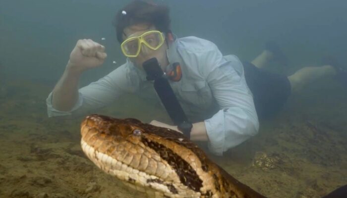 Anaconda Spesies Baru Ditemukan dengan Panjang 8 Meter di Sungai Amazon