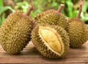 Banyak yang Tidak Suka, Padahal Durian Punya Banyak Manfaat