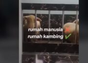 Video: Bikin Melongo! Kandang Kambing Super Mewah hingga Lantai Full Keramik