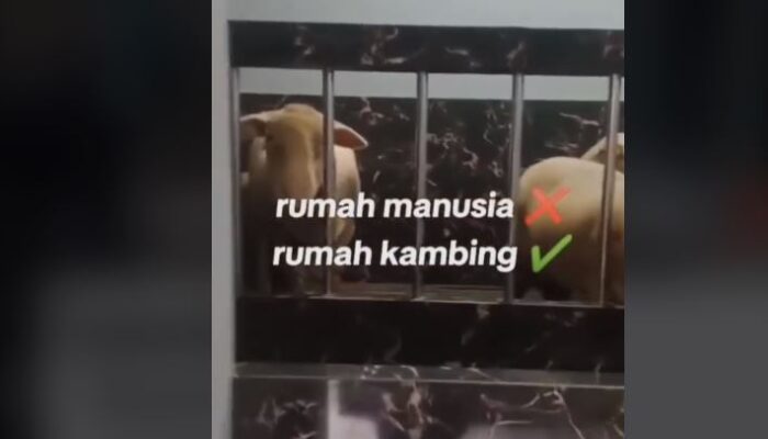 Video: Bikin Melongo! Kandang Kambing Super Mewah hingga Lantai Full Keramik