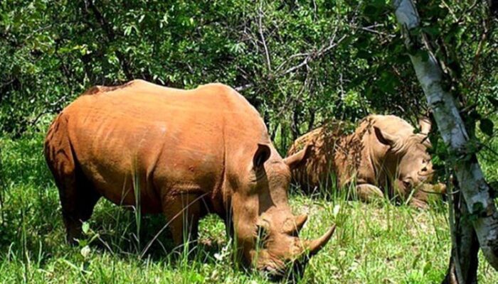 Eksplorasi Keindahan Taman Nasional Ujung Kulon: Destinasi Wisata Alam Terbaik di Indonesia