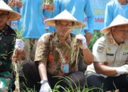 Pemerintah Kota Tangerang Selatan Berhasil Memanen Bawang Merah, Langkah Signifikan Menuju Kemandirian Pangan
