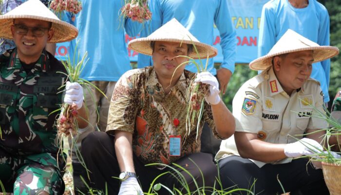 Pemerintah Kota Tangerang Selatan Berhasil Memanen Bawang Merah, Langkah Signifikan Menuju Kemandirian Pangan