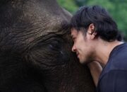 Aktor Chicco Jerikho Dukung Penyelidikan Kematian Gajah Sumatera