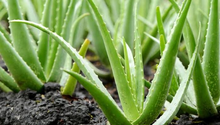 Manfaat Tanaman Lidah Buaya untuk Kesehatan dan Kecantikan