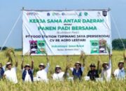 Panen Bersama Budi Daya Padi: Sinergi Food Station Tjipinang Jaya dengan CV Re Agro Lestari