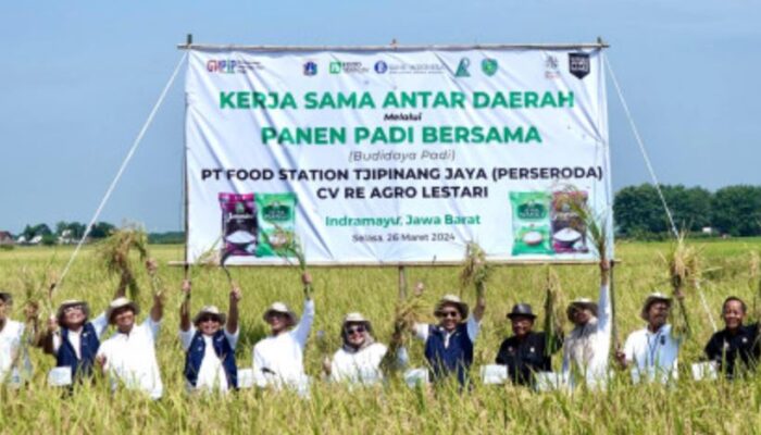 Panen Bersama Budi Daya Padi: Sinergi Food Station Tjipinang Jaya dengan CV Re Agro Lestari