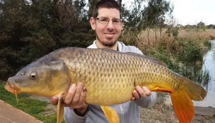 Kenapa Ikan Mas Dianggap Hama di Australia?