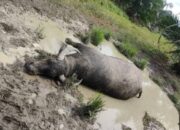 Wabah Ngorok Serang Ternak Warga, Ratusan Kerbau Mati