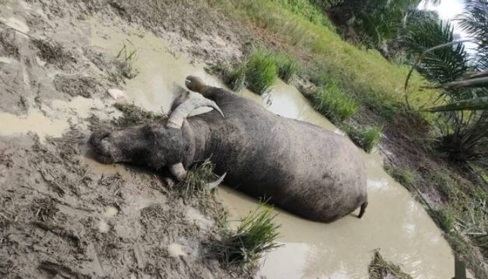 Wabah Ngorok Serang Ternak Warga, Ratusan Kerbau Mati