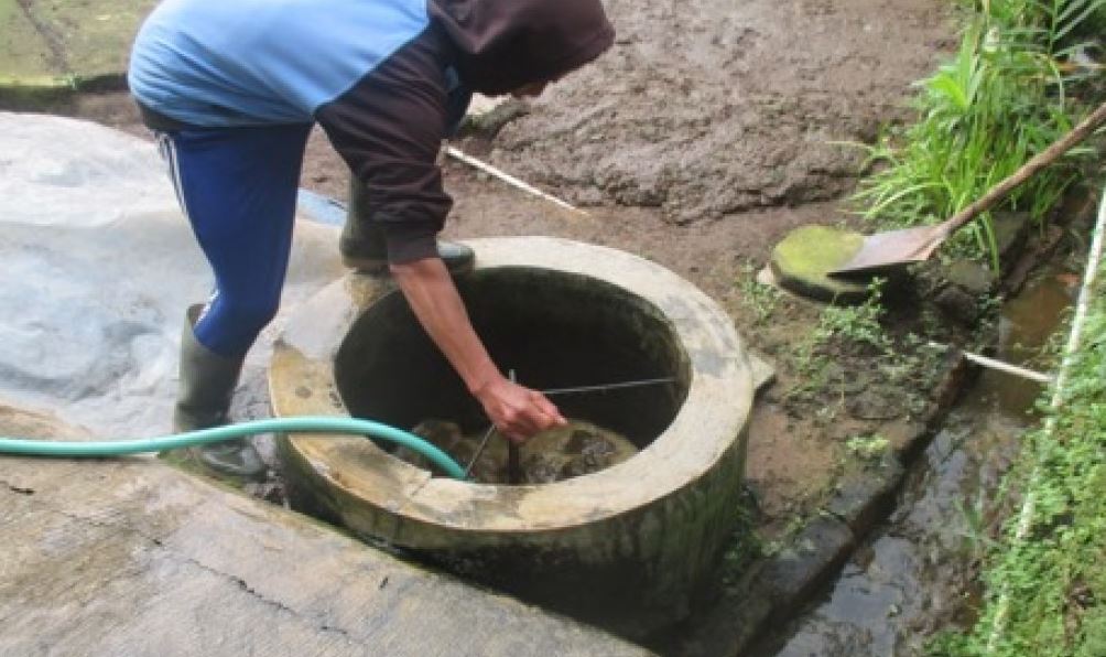 Kelola Limbah Kotoran Sapi Jadi Biomassa Atau Biogas