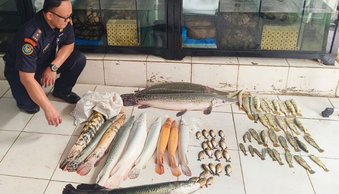 63 Ikan Predator Senilai Rp 68 Juta Dimusnahkan