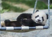 Demam Panda Kembali ke Hong Kong: Bayi Panda Raksasa Pertama Lahir di Ocean Park