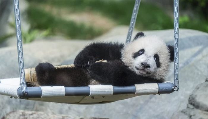 Demam Panda Kembali ke Hong Kong: Bayi Panda Raksasa Pertama Lahir di Ocean Park