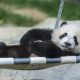 Demam Panda Kembali ke Hong Kong: Bayi Panda Raksasa Pertama Lahir di Ocean Park