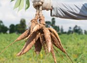 Waspada! Tiga Jenis Makanan Ini Tidak Boleh Dikonsumsi Bersamaan dengan Singkong Rebus