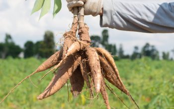 Waspada! Tiga Jenis Makanan Ini Tidak Boleh Dikonsumsi Bersamaan dengan Singkong Rebus