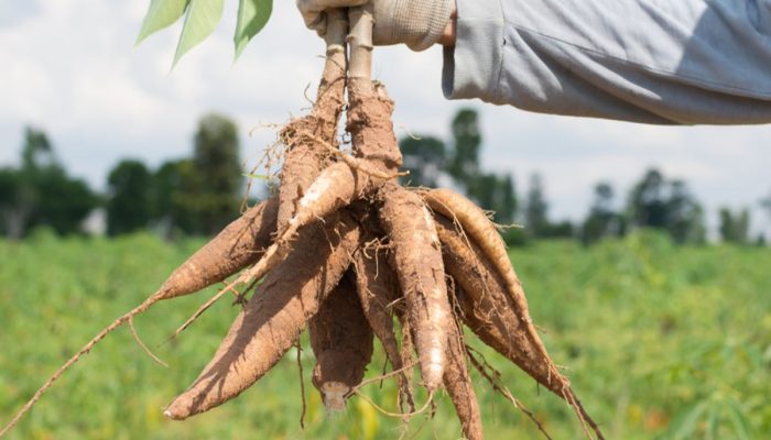 Waspada! Tiga Jenis Makanan Ini Tidak Boleh Dikonsumsi Bersamaan dengan Singkong Rebus